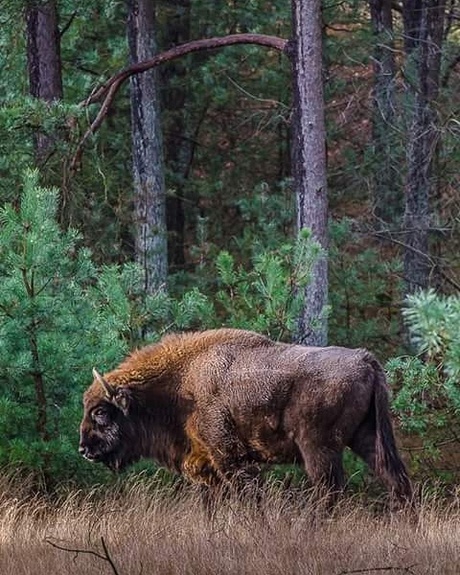 De Wisent