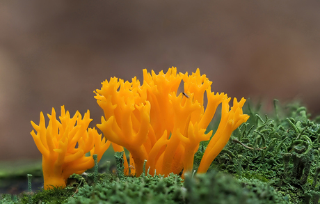 Kleverig koraalzwammetje