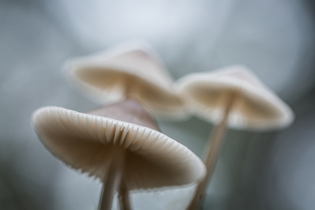 drie mycena's