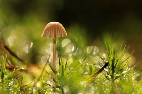 Mycena in the spotlight