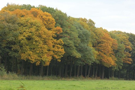 herfst kleuren