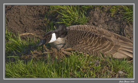 Grote Canadese Gans.