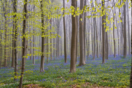 Hallerbos