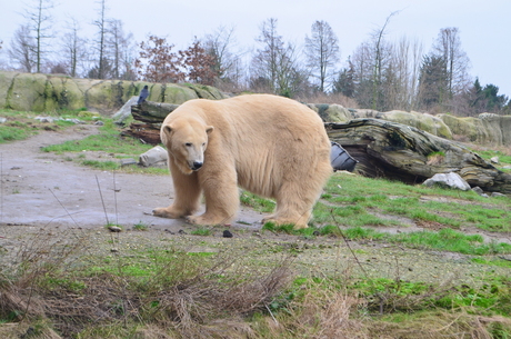 Diergaarde Blijdorp