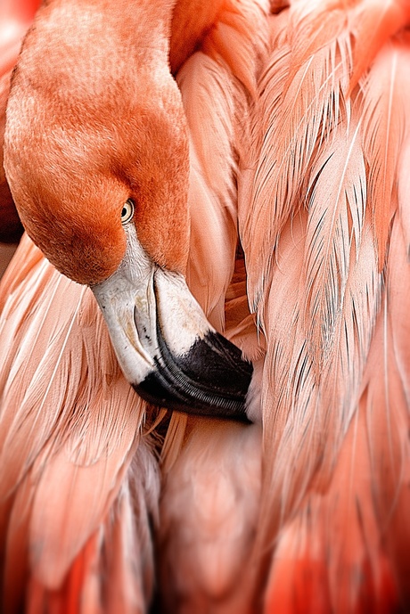 flamingo tijdens poetsbeurt