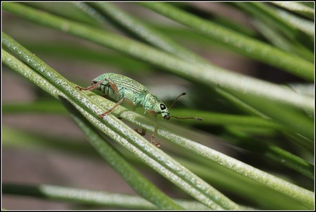 Groene struiksnuitkever