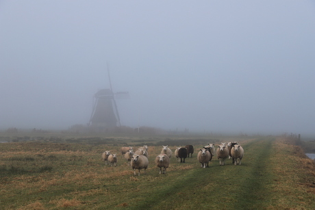 Als er een schaap over de dam is...