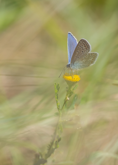 Icarus blauwtje