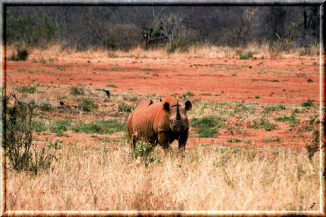 Zwarte neushoorn