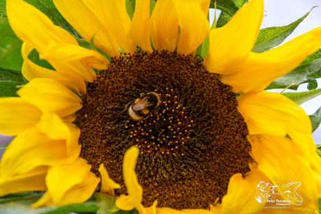 Hommel op zoek naar nectar
