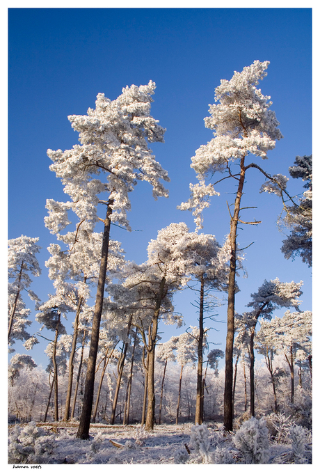 het witte bos