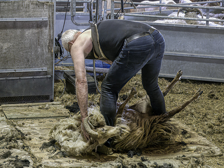 Schapenscheerder