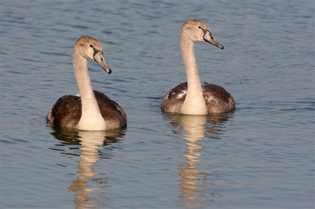 Jonge Knobbelzwanen