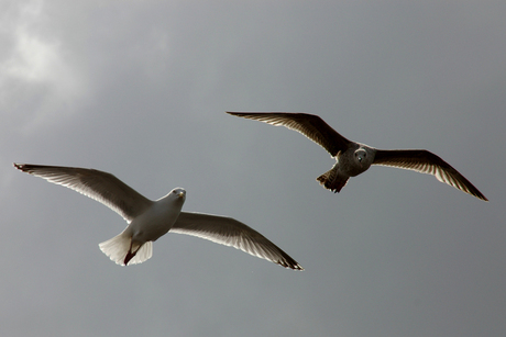 Meeuwen in de vlucht 2