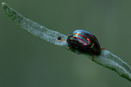 Rozemarijngoudhaantje