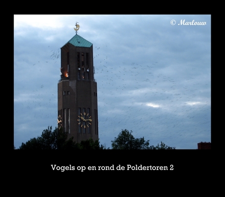 Vogels op en rond de Poldertoren 2