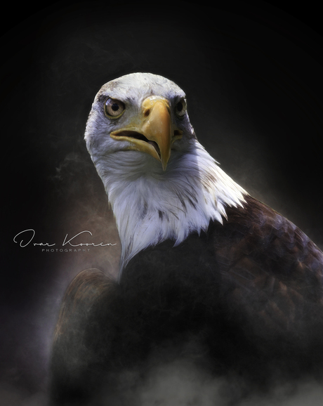 Amerikaanse ZeeArend