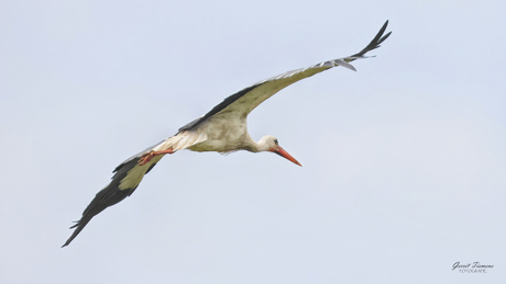 Ooievaar in de vlucht