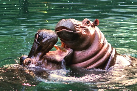 Moeder en dochter nijlpaard 