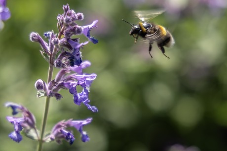 Busy bee
