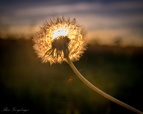 Paardenbloem in de zon