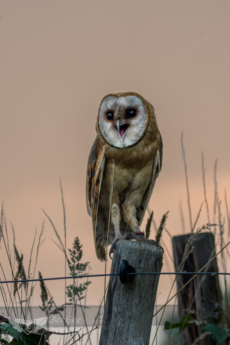 Kerkuil tijdens zonsondergang