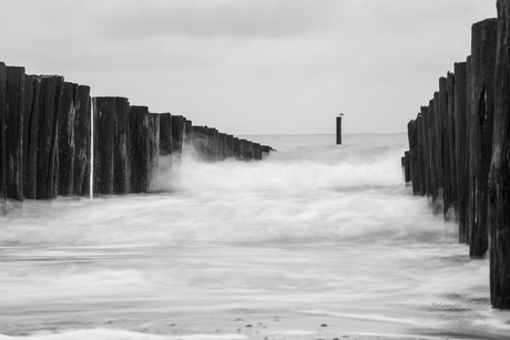 golfbrekers bij domburg