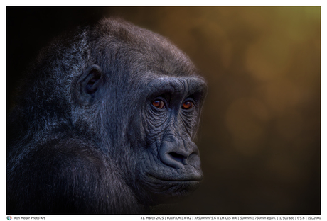 Gorilla vrouw portret