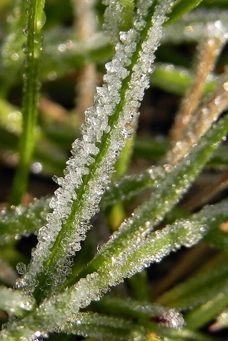 IJskristallen op een grasspriet