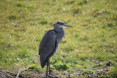 DSC_0025Reiger