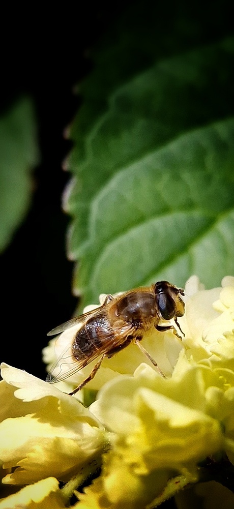 Bij op bloem