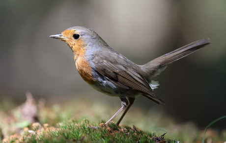 Robin in a ray of sunshine