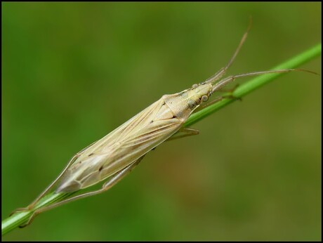 Stenodema laevigata