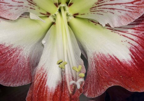 amaryllis