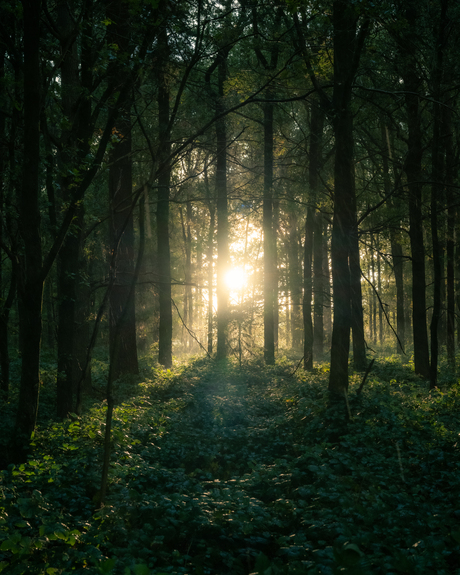 Zonsondergang in het Bos