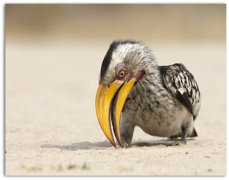 yellowbilled hornbill