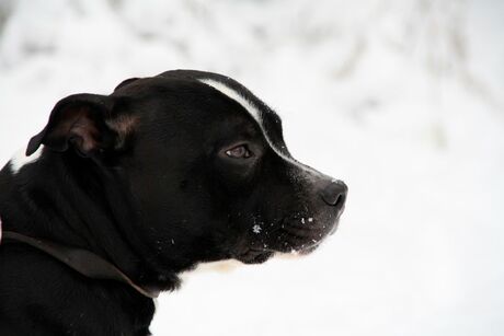 Bogey in de sneeuw