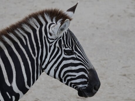 Zebra