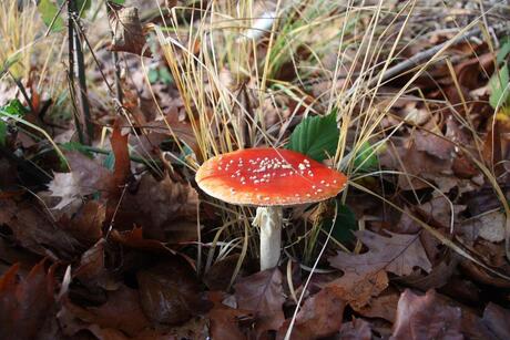 Rood met witte stippen