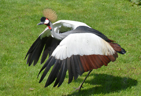 Grus Grus (Kraanvogel)