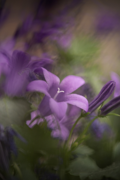 Campanula delight