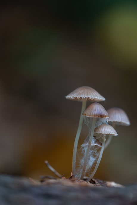De familie Mycena