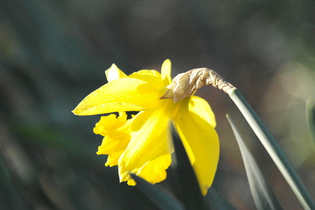 vroege narcis 2016