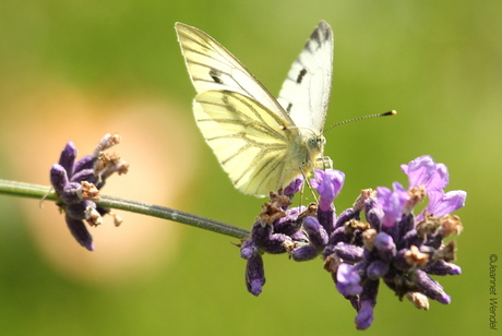 Licht en lavendel