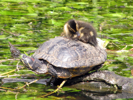 Little duck sleeps on Turtle