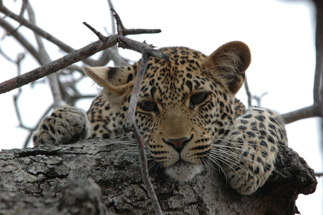 Another leopard, it's a young one this time