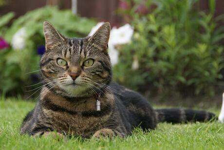 Sam in de tuin