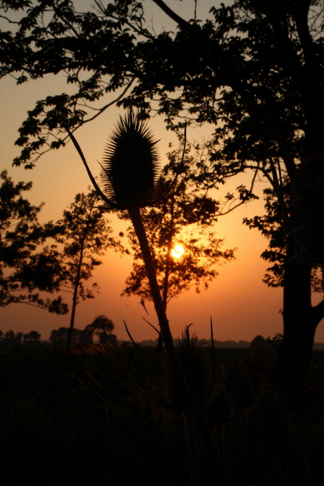 Distel tegenlicht