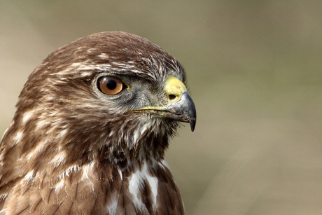 Buizerd