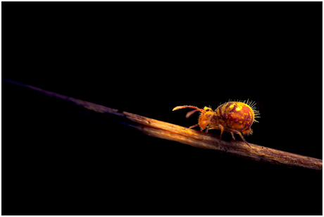 Springstaartje 31.....